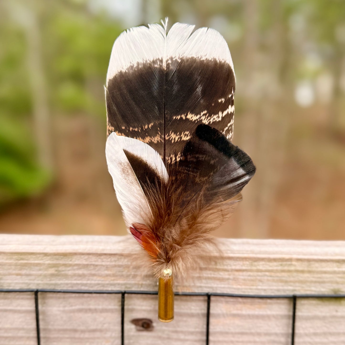 Wholesale Feather Casing clips- 10pk